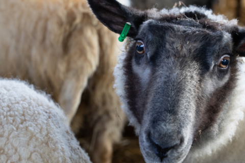Lammas Hakamaan lammastilalla