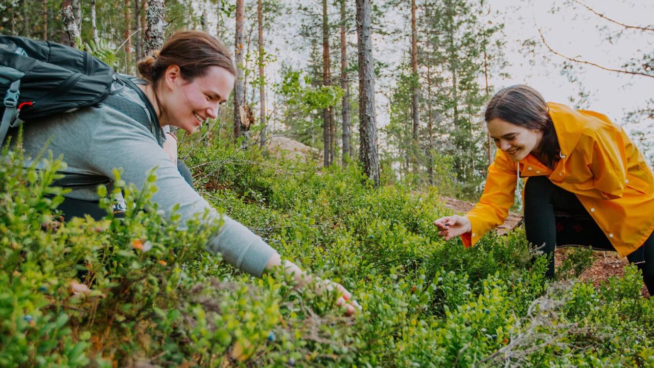 Kaksi henkilöä marjastamassa Etelä-Konneveden kansallispuistossa.
