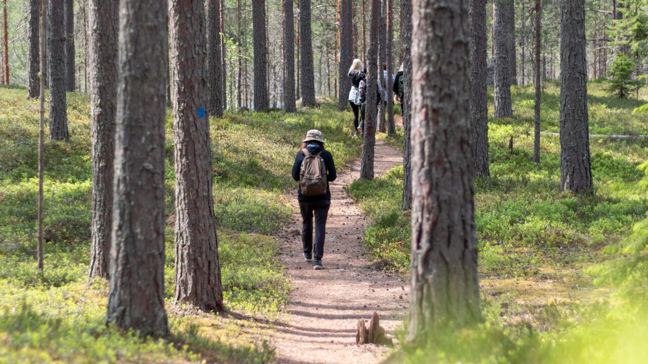 Henkilö kävelee reppu selässä polkua mäntymetsässä