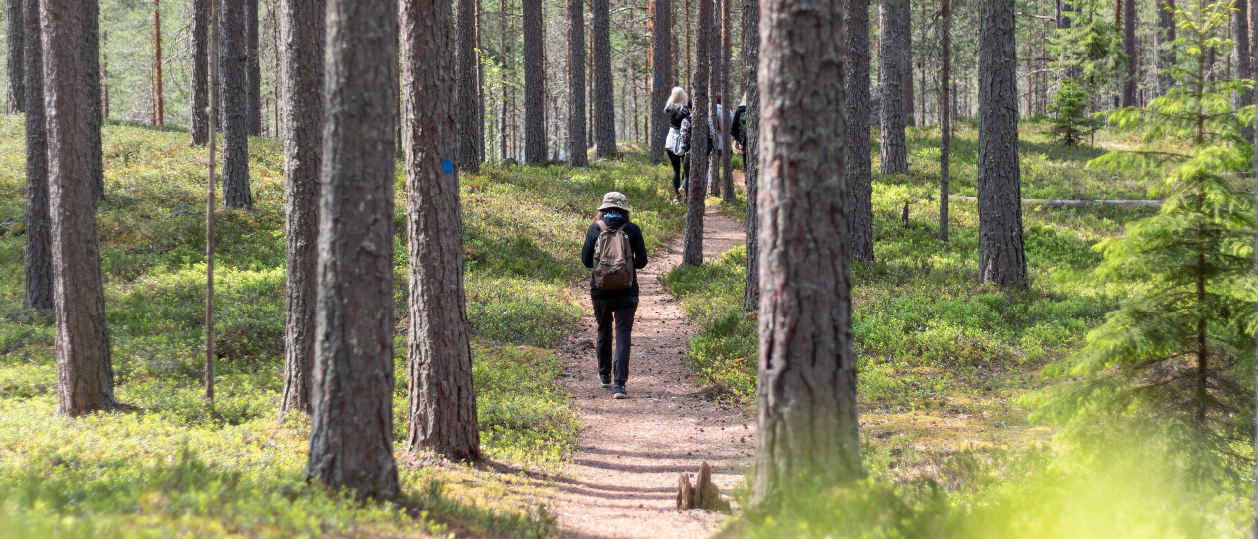 Henkilö kävelee reppu selässä polkua mäntymetsässä