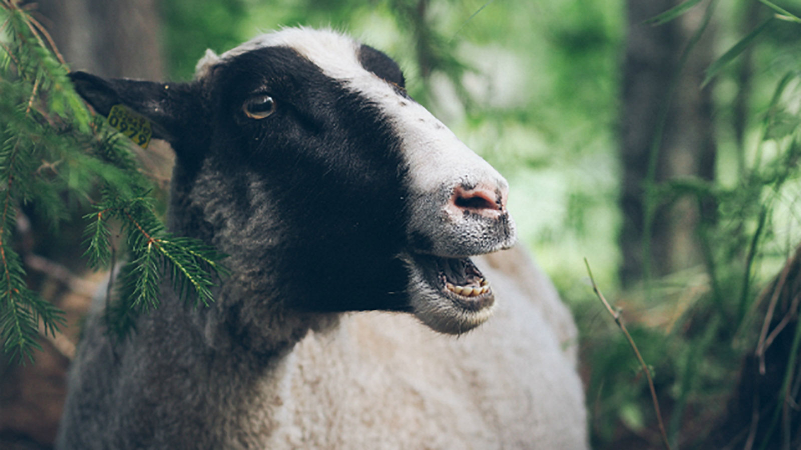 Lammas Hakamaan lammastilalla