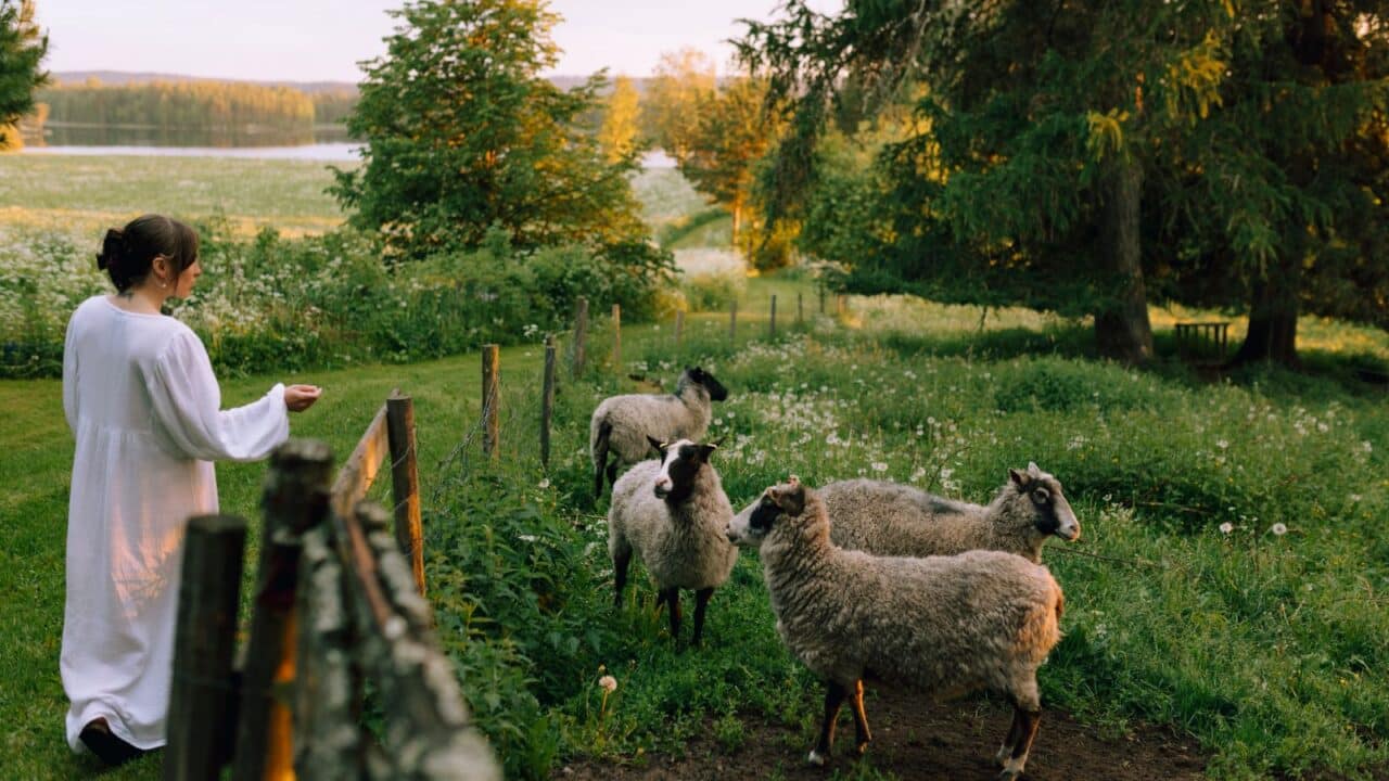 Henkilö ja lampaat Ranta-Keurulan matkailumaatilalla Hankasalmella.