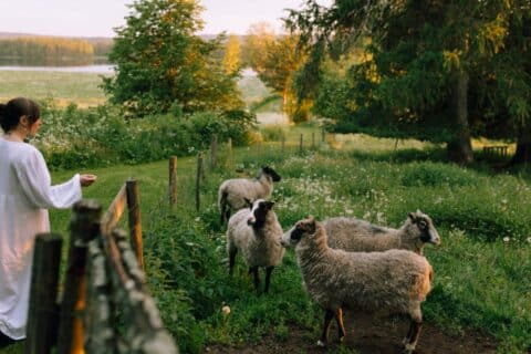 Henkilö ja lampaat Ranta-Keurulan matkailumaatilalla Hankasalmella.