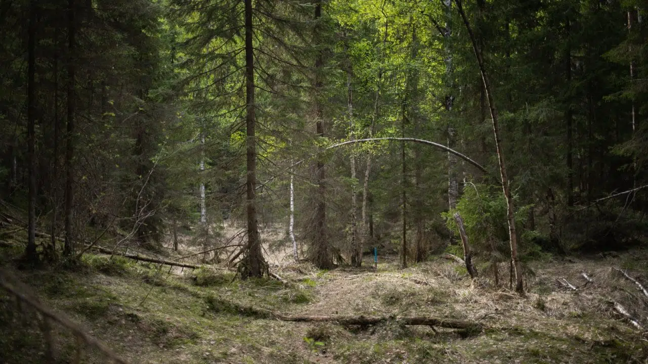 Metsämaisema