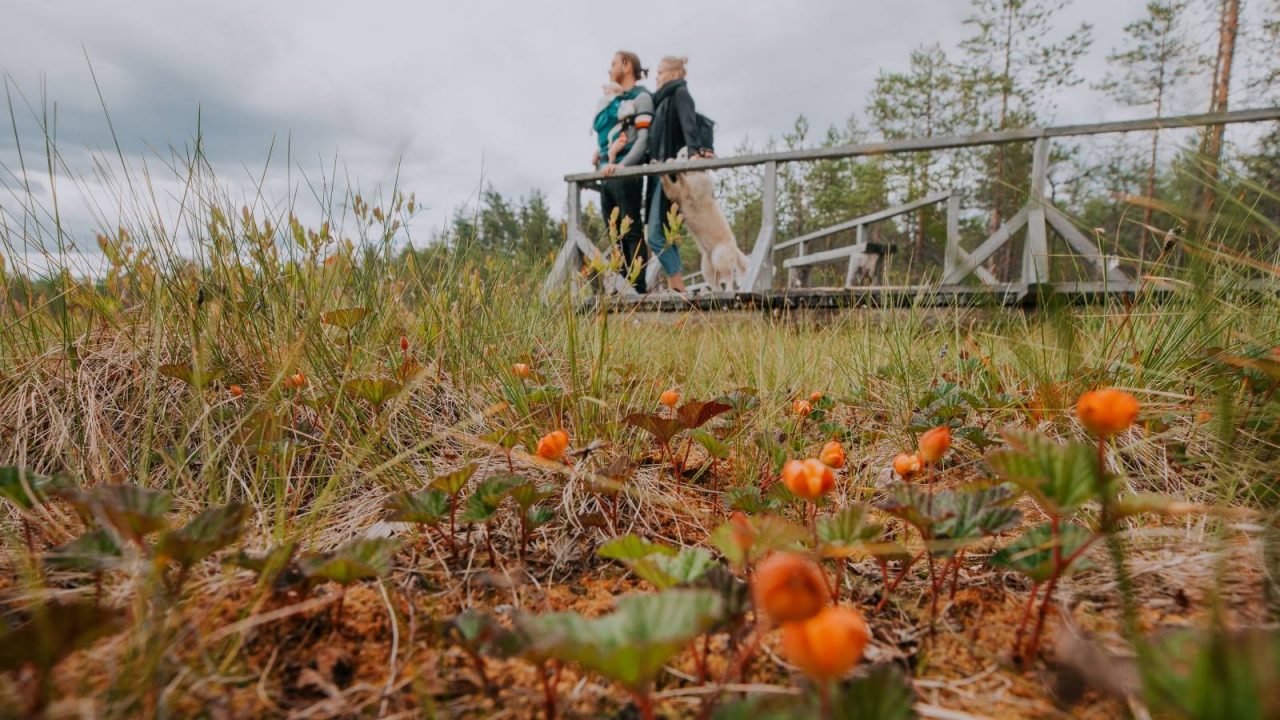 Kaksi aikuista, lapsi ja koira katselemassa hillasuolle syksyllä.