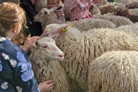 Person and children petting sheep.