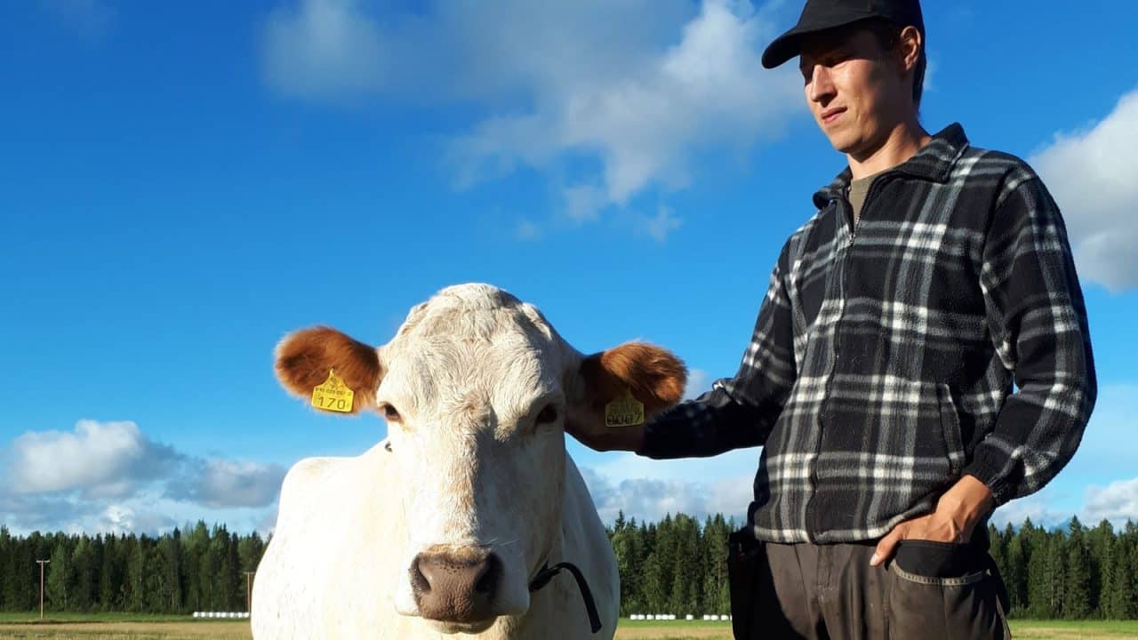 Person standing next to the cow