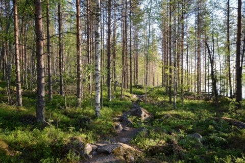 Rocky nature trail in a forest on a sunny day.