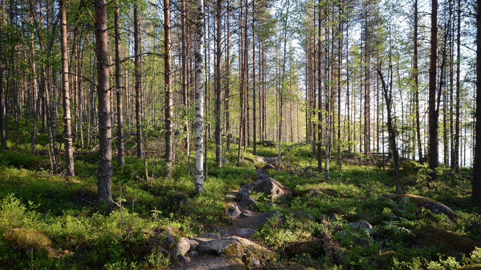 Vaatimen kierros trail – Visit Jyväskylä Region