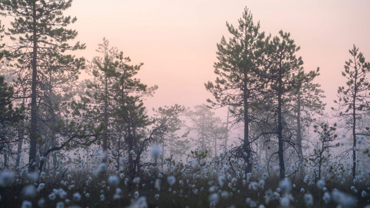 Suomaisema kevyessä usvassa auringonlaskun aikaan.
