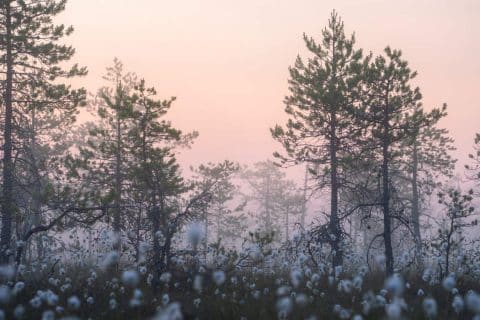 Swamp forest scenery in mild fog at sunset.