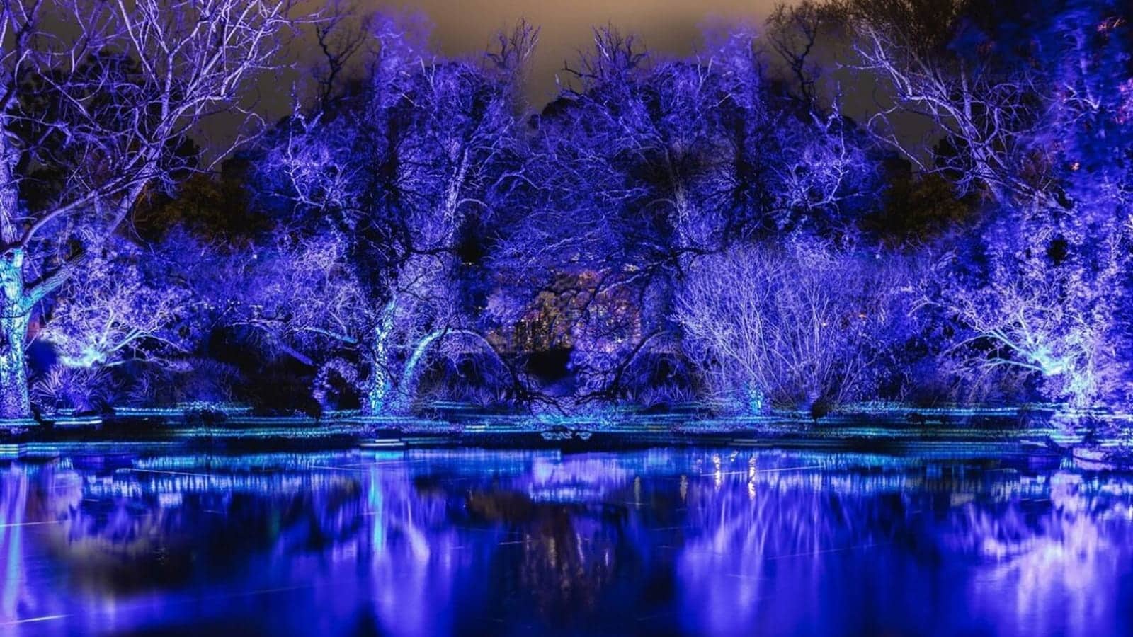 Trees on spotlights at the Jyväskylä's City of Lights event.