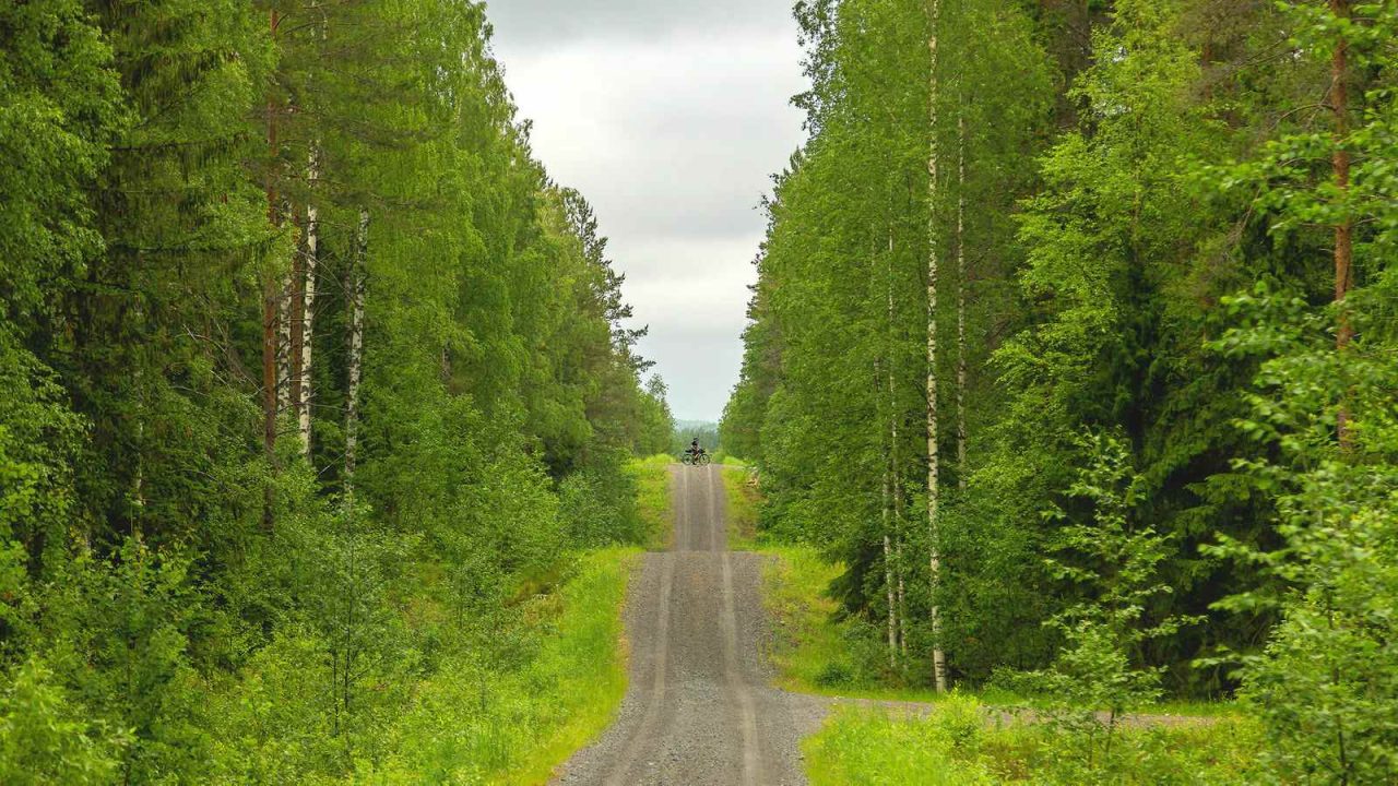 Pyöräilijä pysyy mäkisellä tiellä, joka leikkaa tiheän metsän läpi.