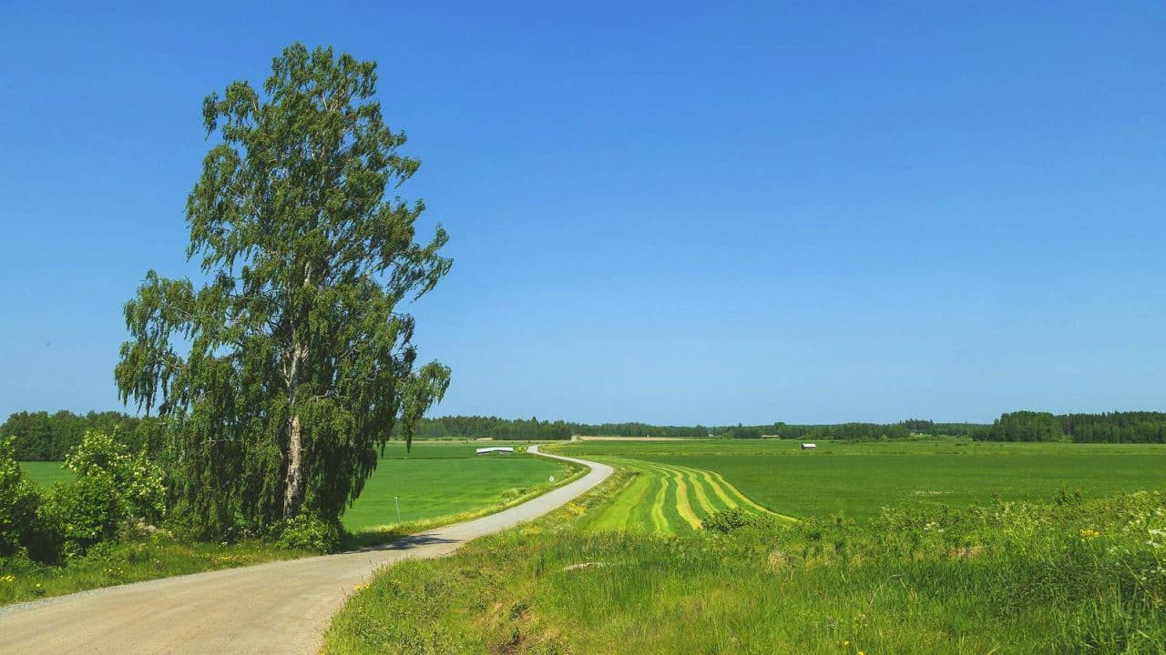 A tranquil countryside landscape unfolds with a mighty birch tree to the left, a road cutting through the expansive field, and a few houses in the distance.