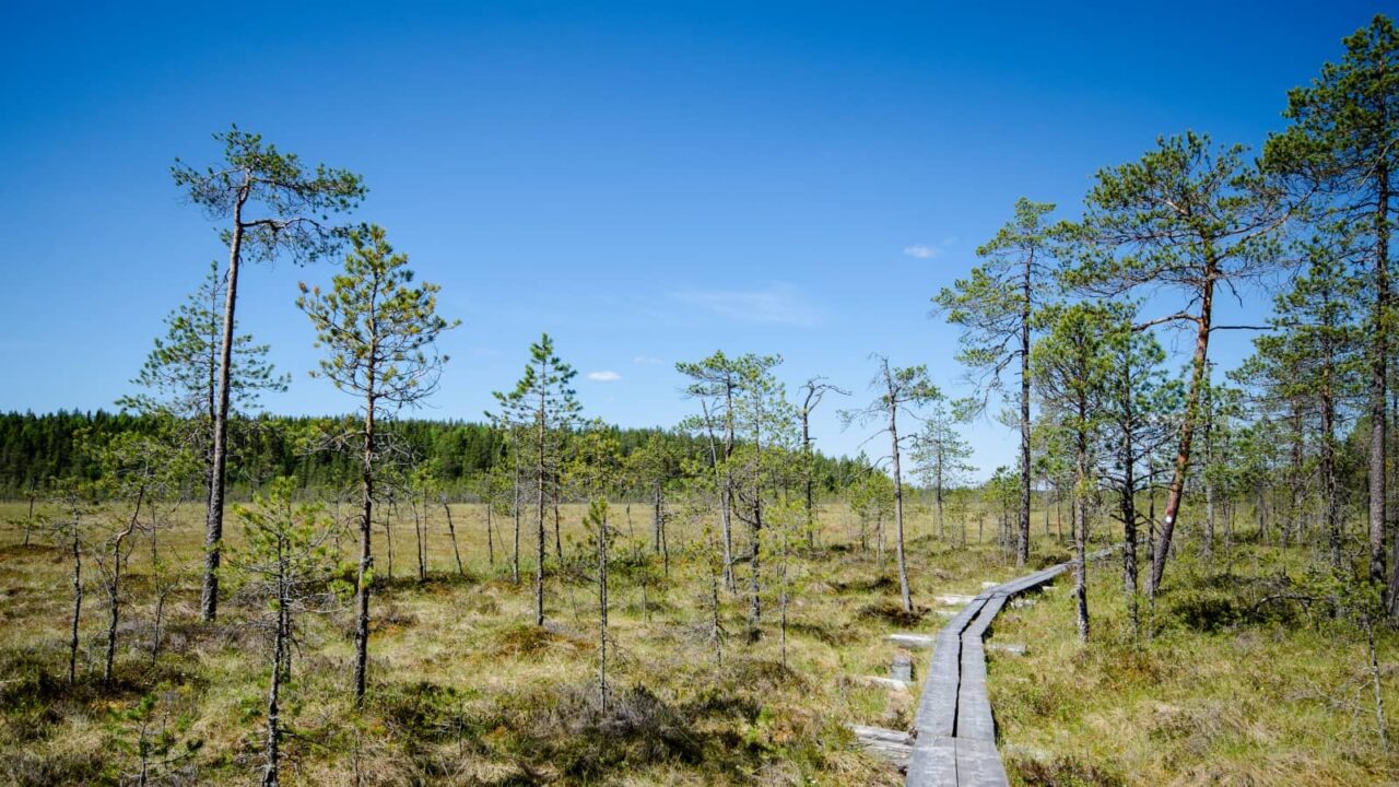 Boardwalk in the Pyhä-Häkki National Park.