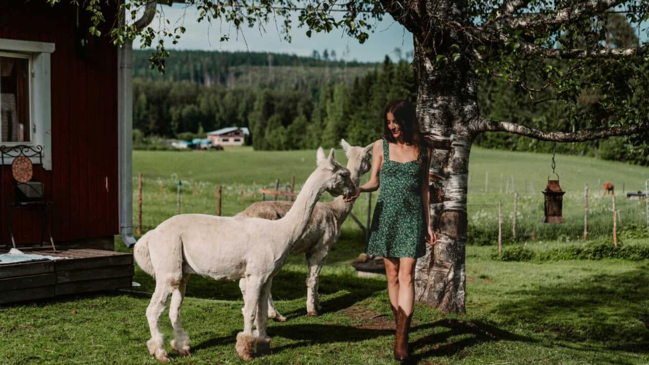 Alpakka nuuhkaisee henkilön kättä maailaismaisemassa.