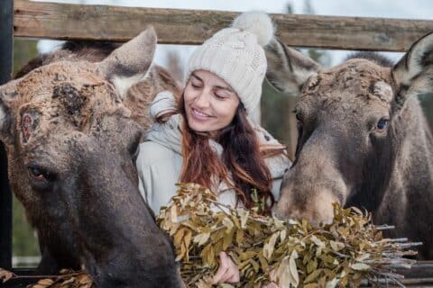 Person smiling and feeding the elk in Moose Manor.