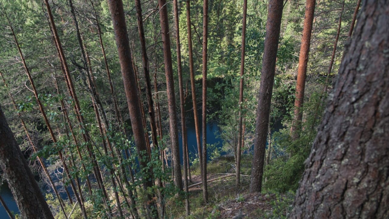 Rotkojärvi kesällä kuvattuna ylhäältä, mäntymetsää rinteessä.