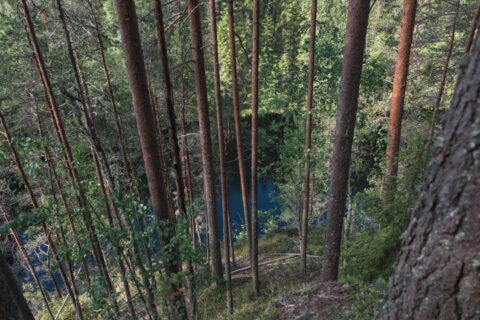 Rotkojärvi kesällä kuvattuna ylhäältä, mäntymetsää rinteessä.