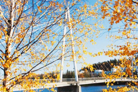 Keltaiset koivun lehdet Ylistön sillan edessä.