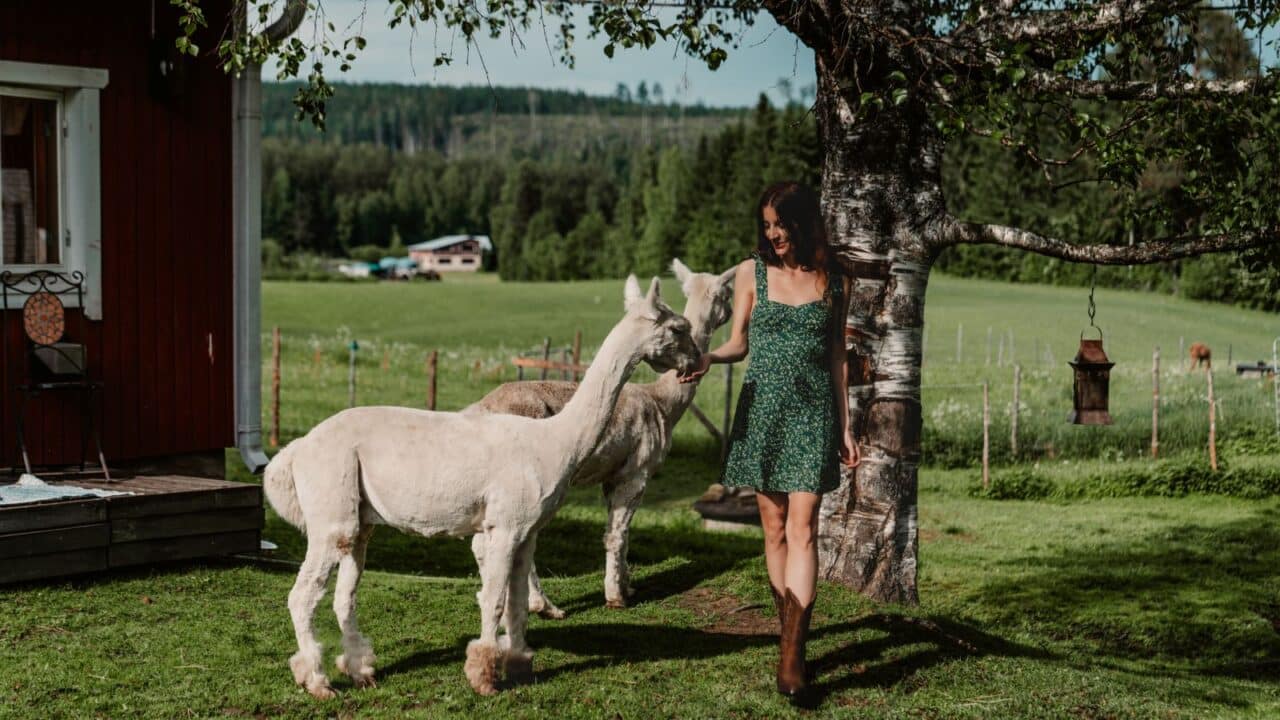 Henkilö alpakoiden kanssa Haanpään kesäkahvilalla Korpilahdella.