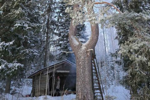 Henkilö talvella laavulla, joka sijaitsee erikoisesti haarautuvan männyn juurella.