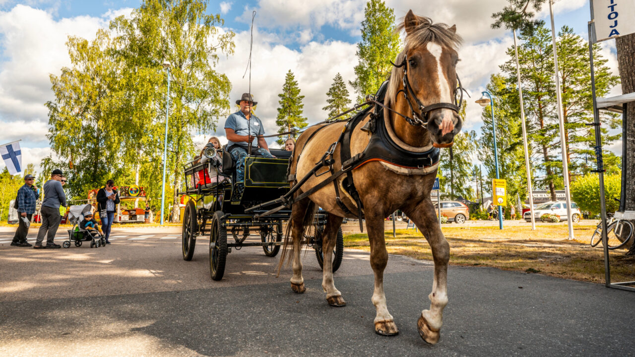Hevonen, joka vetää perässään hevoskärryä.