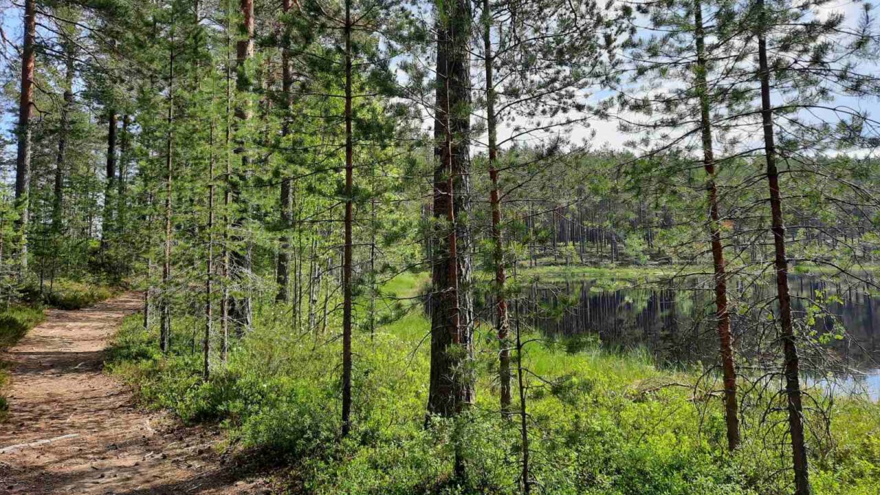 A summery nature trail. A lake on the right.
