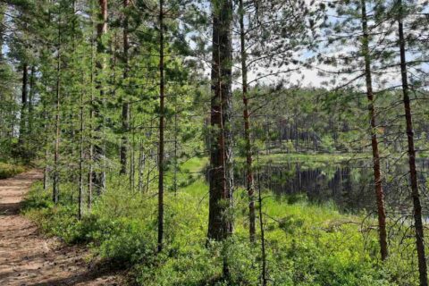 A summery nature trail. A lake on the right.