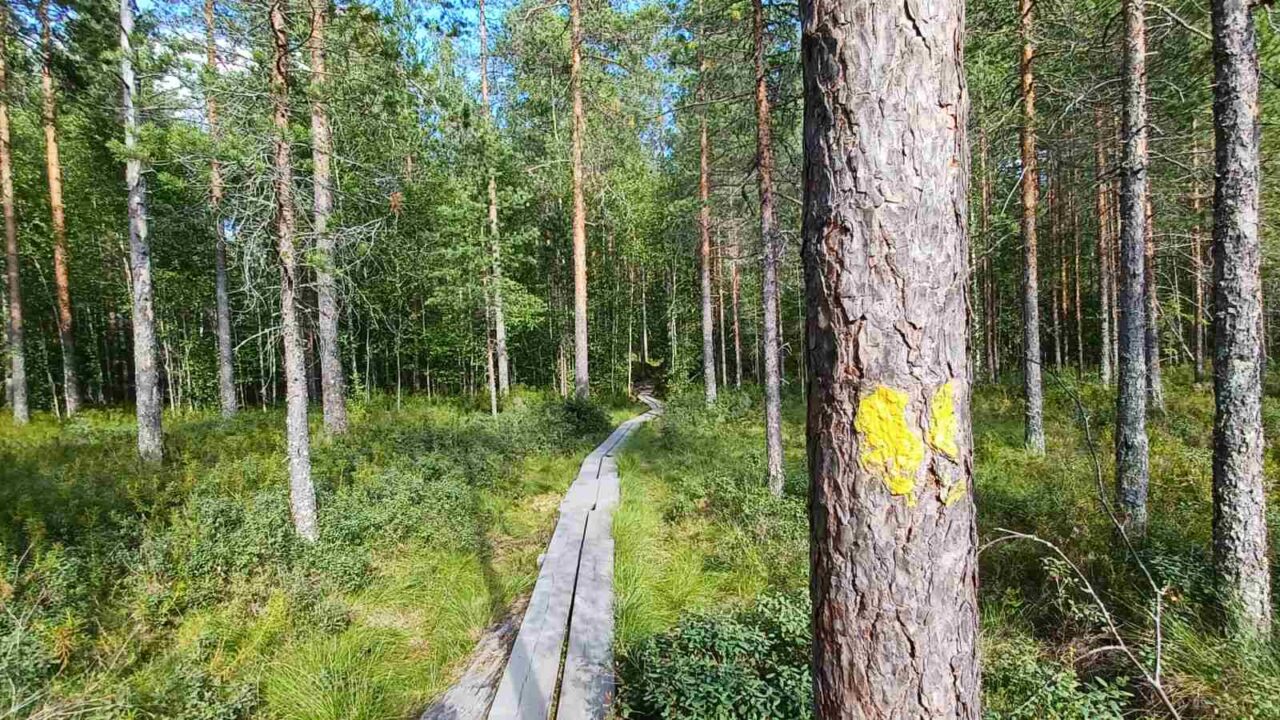 Broadwalk in a pine forest