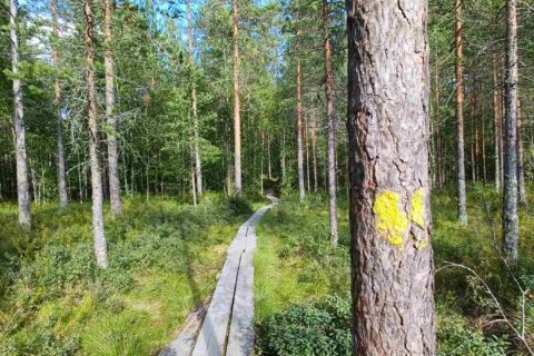 Pitkospuut mäntymetsässä