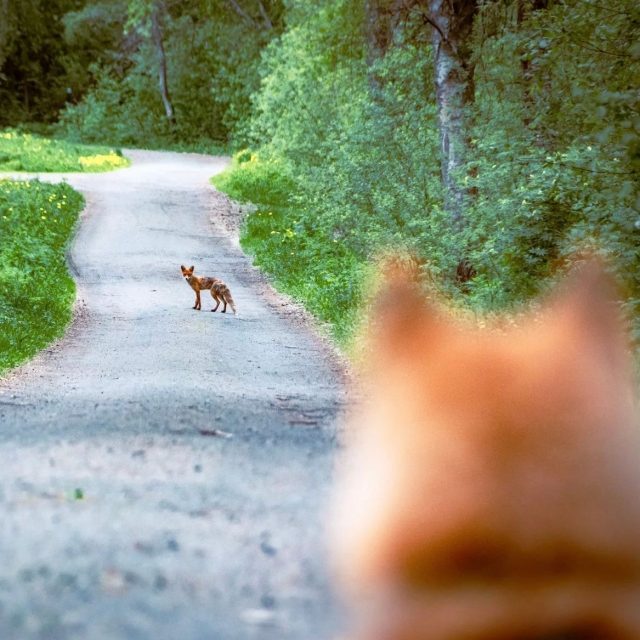 No way! 😍 A local photographer ran into a fox when circling Lake Jyväsjärvi in Jyväskylä. Read the photographer's story below...

''I was walking @feistysisu along Lake Jyväsjärvi and I had my camera on my neck when suddenly a fox calmly walked out of the trees and stopped in the middle of the road staring at us! After a few moments, Sisu started barking but the fox kept staring, so I had enough time to get a good shot with Sisu’s ears and the fox in the frame. And then, as calmly as it walked onto the road it continued and went away.

We went in the opposite direction from that of the fox…only to meet it again som 1km and 20min later 😅 I heard a crow being alarmed and saw that it was trying to scare off someone and suddenly I understood that I am looking at the same fox that I saw earlier and again, it stood there long enough I could take a photo with the crow alarmed next to it! 😃''

📍 Lake Jyväsjärvi, Jyväskylä

#visitjyvaskylaregion #visitfinland

📸: @photo_grunskis 

#lakeland #finnishlakeland #lakelandfinland #sustainabledestination #keskisuomi #centralfinland #seengebiet #seenplatte #finnischeseenplatte #visitfinland #thisisfinland #discoverfinland #ourfinland #visitfinlandjp #jyväskylä #finnishnature